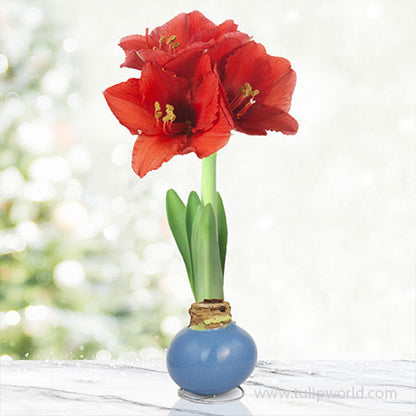 Red bloomed Amaryllis bulbs covered in light blue wax.
