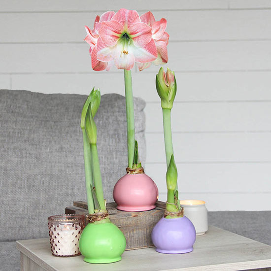 Amaryllis Bulbs covered in pastel colored wax, light green , light pink, lilac.