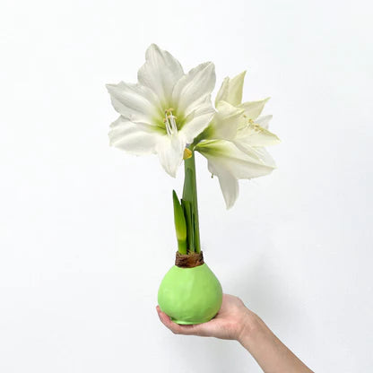 White bloomed Amaryllis bulbs covered in light green wax. 