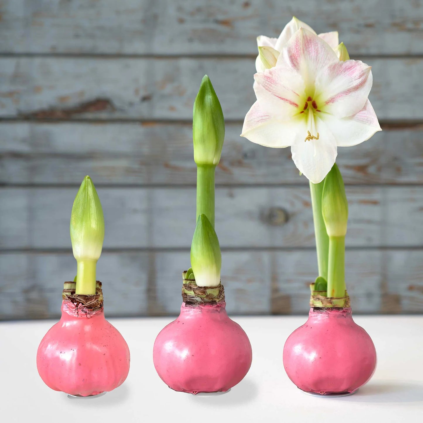 Pink wax covered Amaryllis Bulbs, growing overtime, one before growth, one after, and one blooming. 