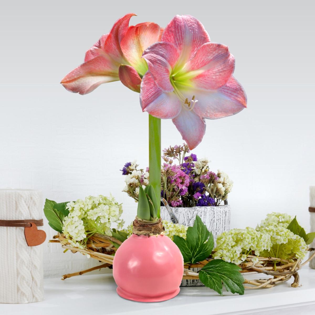 White and pink bloomed Amaryllis bulbs covered in light pink wax.