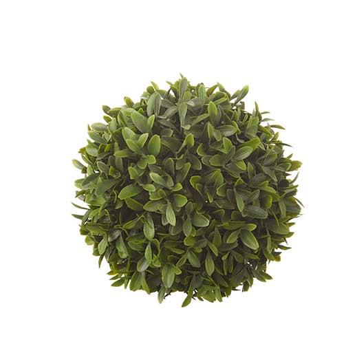 Boxwood  Ball