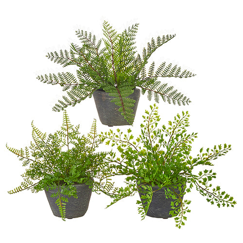 Three fake, potted fern plants in grey ceramic pots. 
